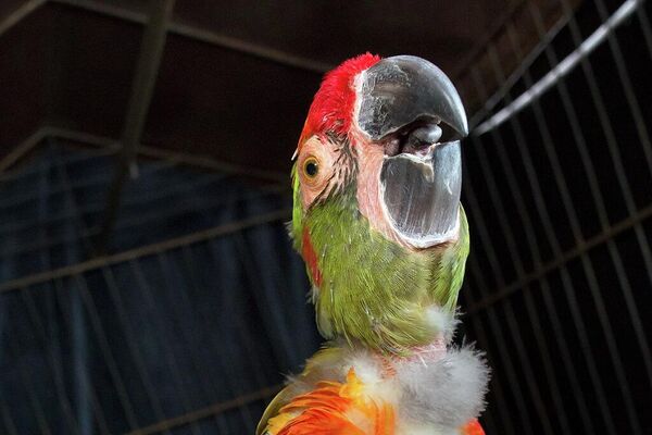 Loros rescatados y fotografiados por Daniel Alarcón Arias y David Grunbaum - Sputnik Mundo