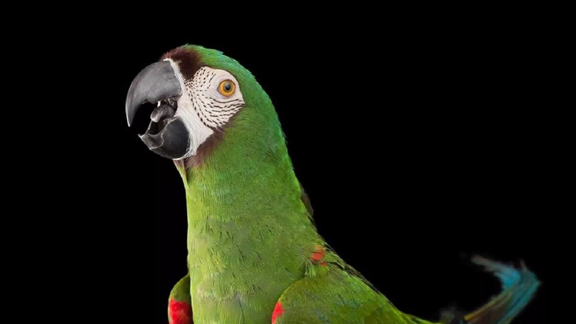 Loros rescatados y fotografiados por Daniel Alarcón Arias y David Grunbaum