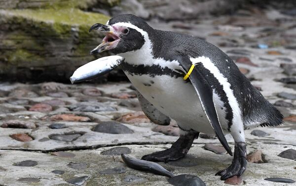 Estas criaturas increíbles viven casi exclusivamente en el hemisferio sur, con la excepción de los animales encontrados en las Islas Galápagos. Nidifican, además, en las costas de la Antártida, Nueva Zelanda, el sur de Australia, Sudáfrica, Perú, Chile, Argentina y en todas las islas subantárticas.En la foto: un pingüino de Humboldt en el parque de flora y fauna Royev Ruchéi en Krasnoyarsk (Rusia). - Sputnik Mundo