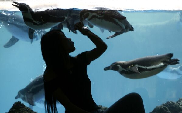 Los pingüinos se alimentan de peces y crustáceos, los cuales ingieren todavía bajo el agua.En la foto: unos pingüinos en el Taman Safari Zoo en Bogor (Indonesia). - Sputnik Mundo