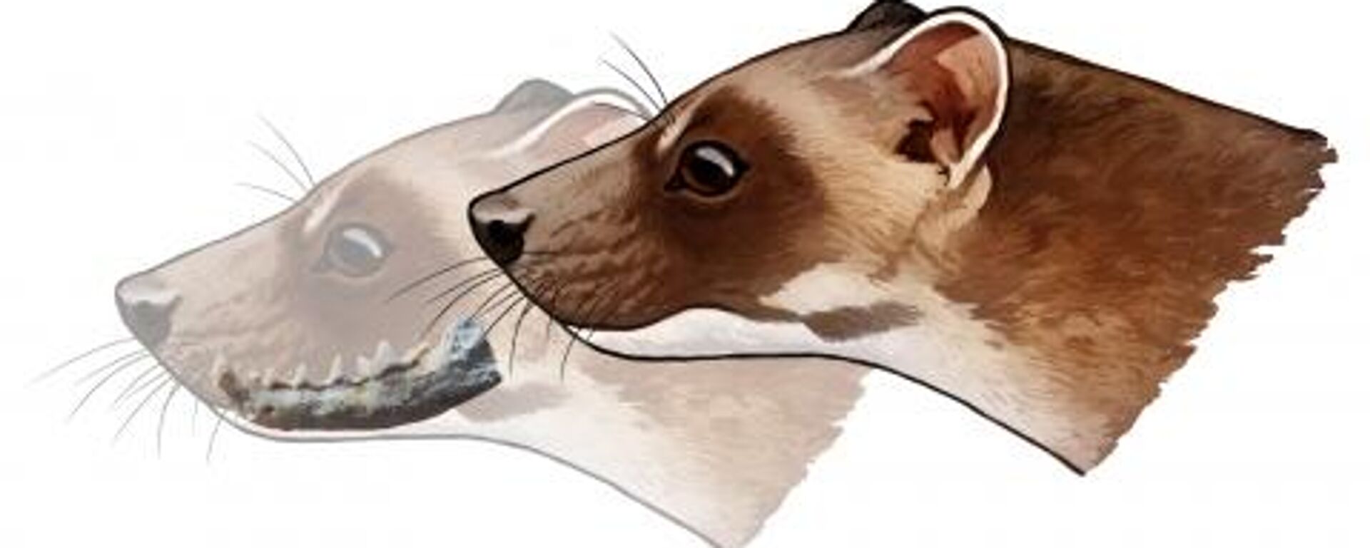 'Aragonictis araid', la nueva especie encontrada en España 'Aragonictis araid', la nueva especie encontrada en España - Sputnik Mundo, 1920, 20.01.2022