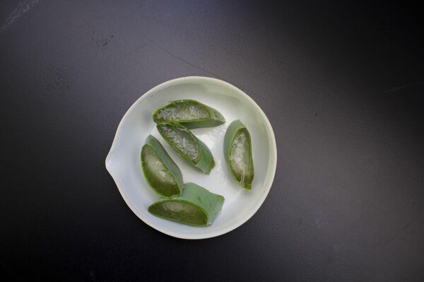 Aloe vera en el laboratorio de la Facultad de Farmacia, Sevilla - Sputnik Mundo