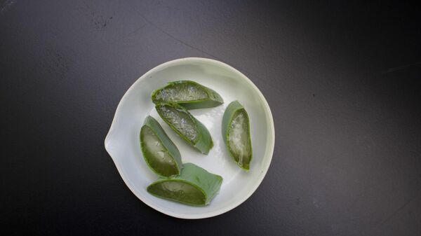 Aloe vera en el laboratorio de la Facultad de Farmacia, Sevilla - Sputnik Mundo