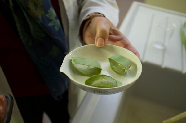Aloe vera en el laboratorio de la Facultad de Farmacia, Sevilla - Sputnik Mundo