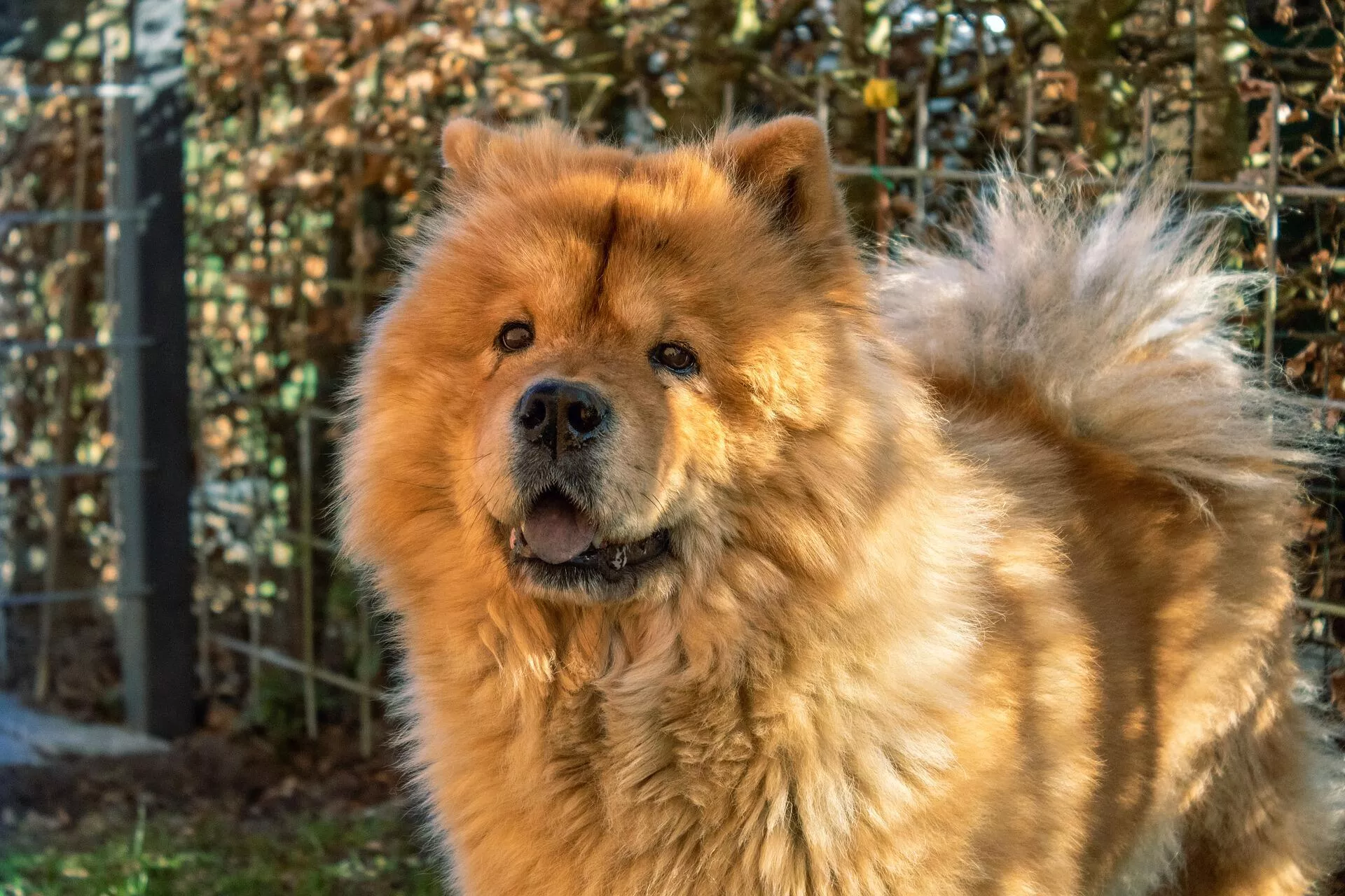 Un perro de la raza chow chow - Sputnik Mundo, 1920, 20.01.2022