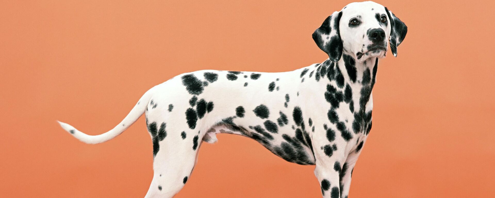 Un perro de la raza dálmata - Sputnik Mundo, 1920, 12.04.2022