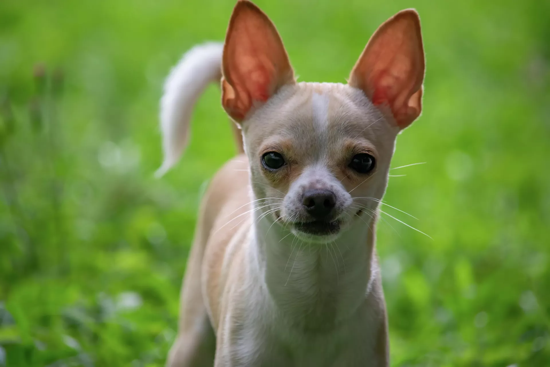 Un perro de la raza chihuahua - Sputnik Mundo, 1920, 20.01.2022