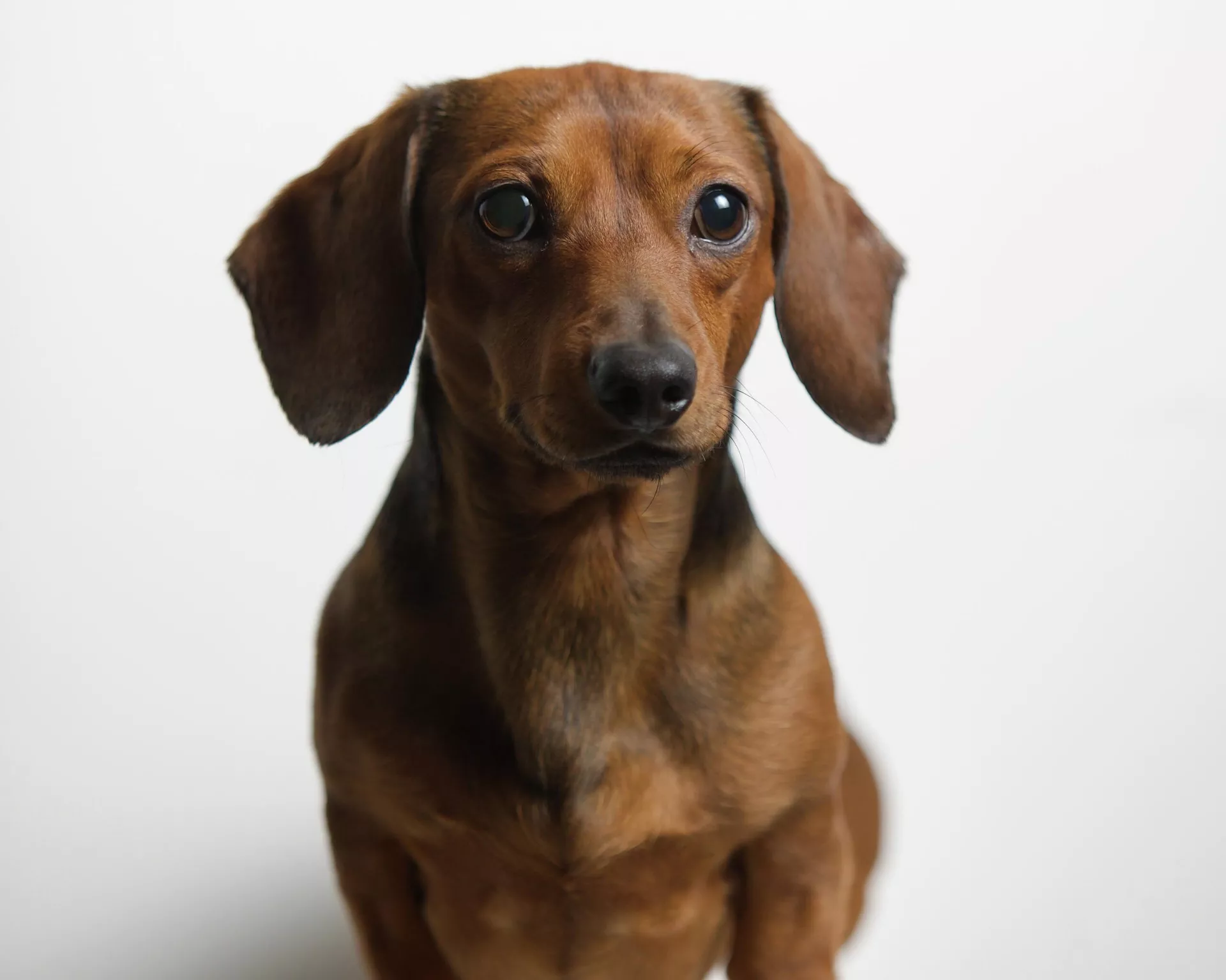 Un perro de la raza dachshund - Sputnik Mundo, 1920, 20.01.2022