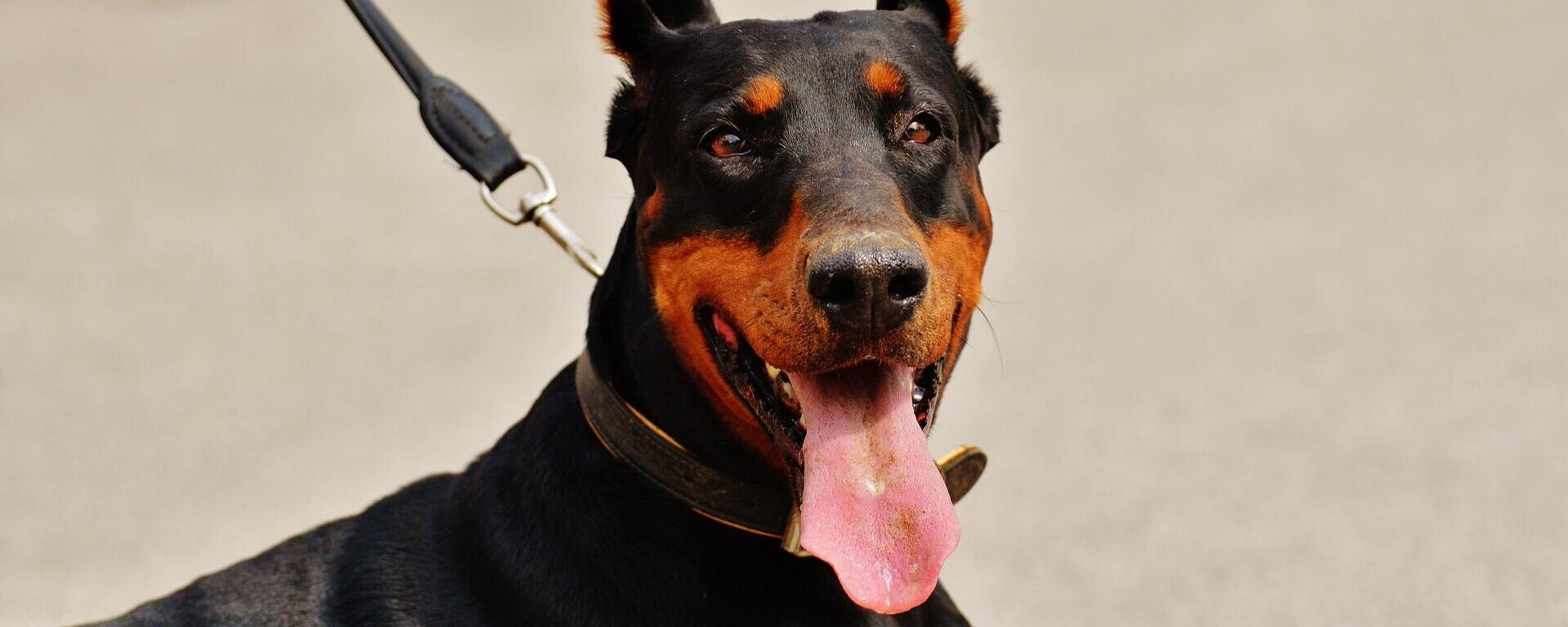 Un perro de la raza dóberman - Sputnik Mundo, 1920, 20.01.2022