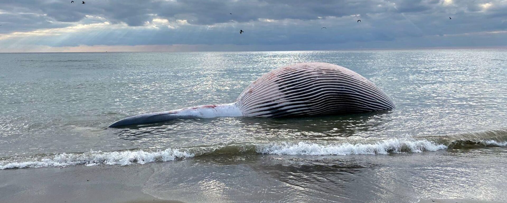 Cadáver de la ballena aparecida en Estepona (Málaga) - Sputnik Mundo, 1920, 21.01.2022