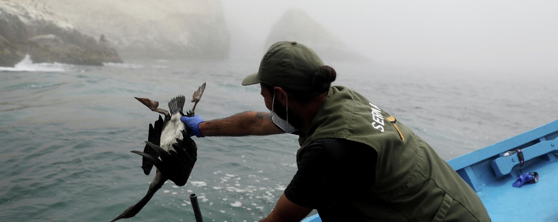 Una biologa saca del agua un animal afectado por el derrame de petróleo en la costa de Perú - Sputnik Mundo, 1920, 22.01.2022