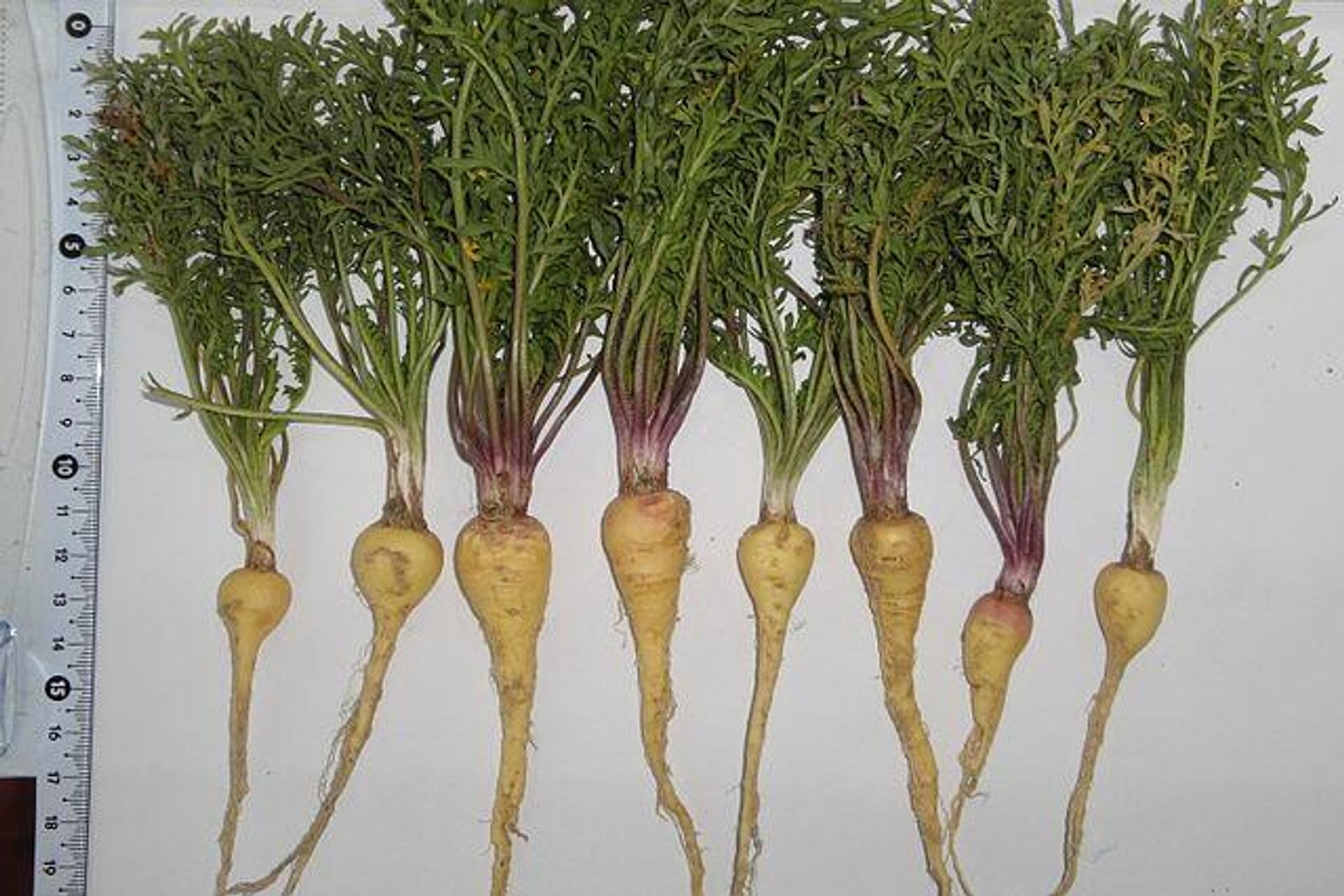 Los tubérculos de la maca, foto de archivo - Sputnik Mundo, 1920, 24.01.2022