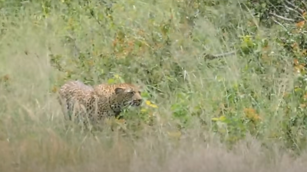 Cuando ser el animal más rápido del mundo no te salva de morir a manos de un leopardo  - Sputnik Mundo