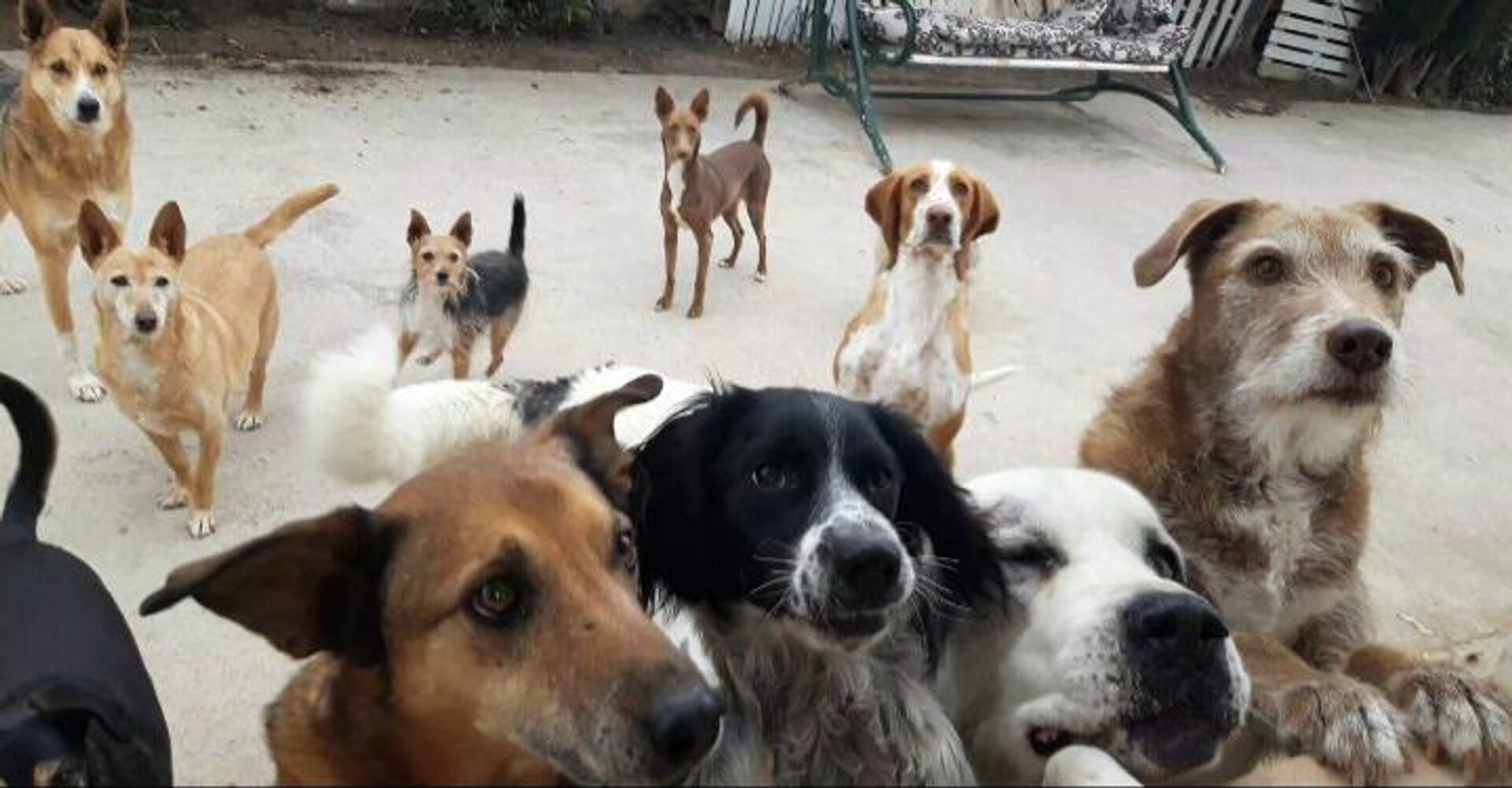 Un día cualquiera en casa de Pepa Tenorio - Sputnik Mundo, 1920, 27.01.2022