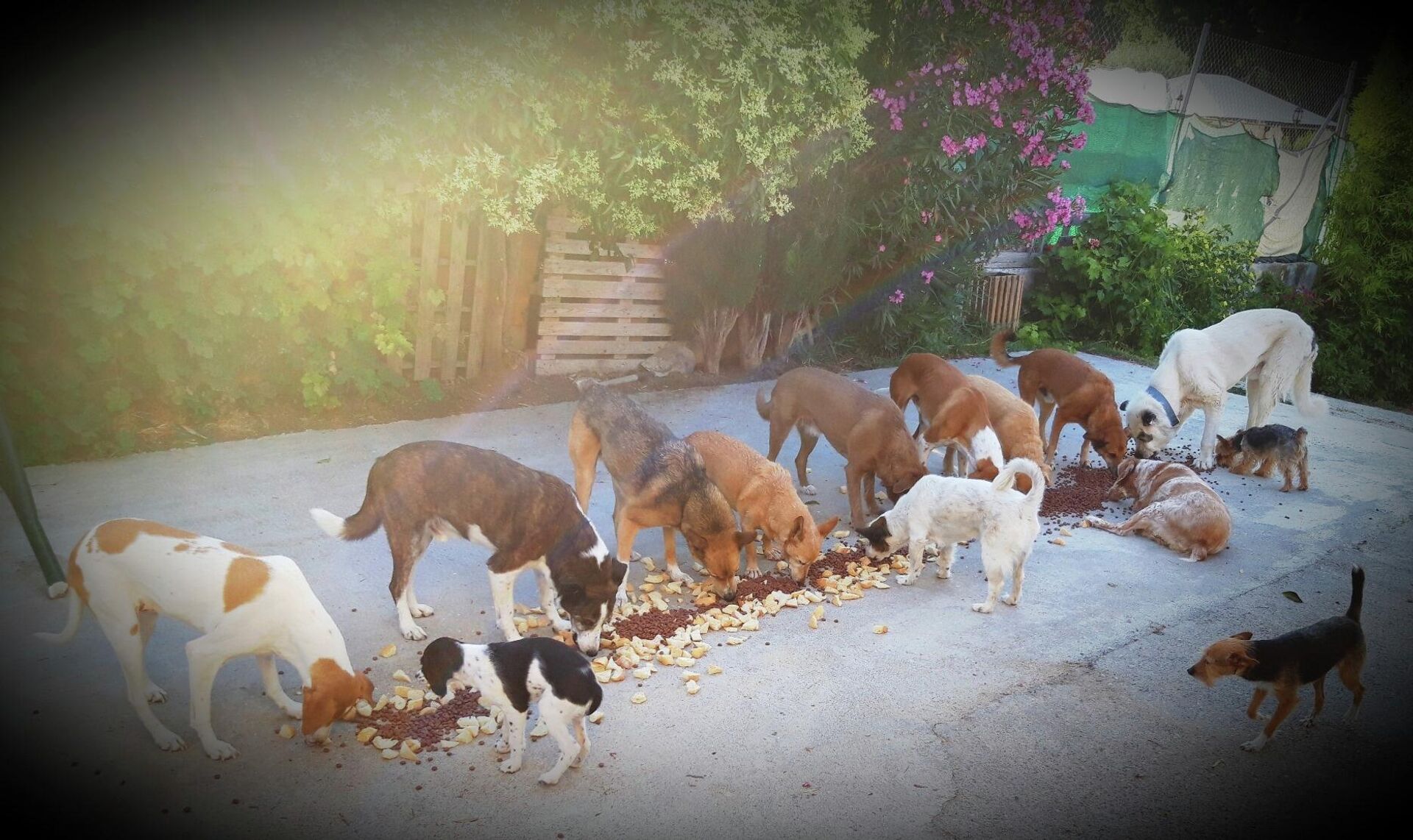 Un día cualquiera en casa de Pepa Tenorio - Sputnik Mundo, 1920, 27.01.2022