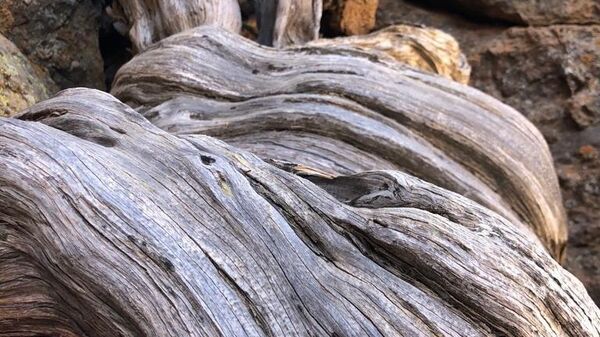 Un cedro de más de 1.400 años en el Parque Nacional del Teide (Tenerife) es el árbol más viejo de la UE - Sputnik Mundo