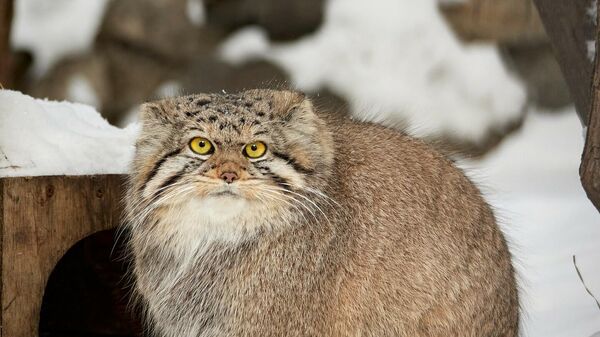 Un manul - Sputnik Mundo