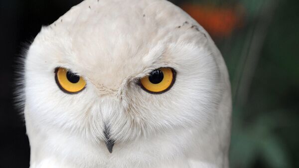 Búho nival en el zoo de Hanover (Alemania) - Sputnik Mundo