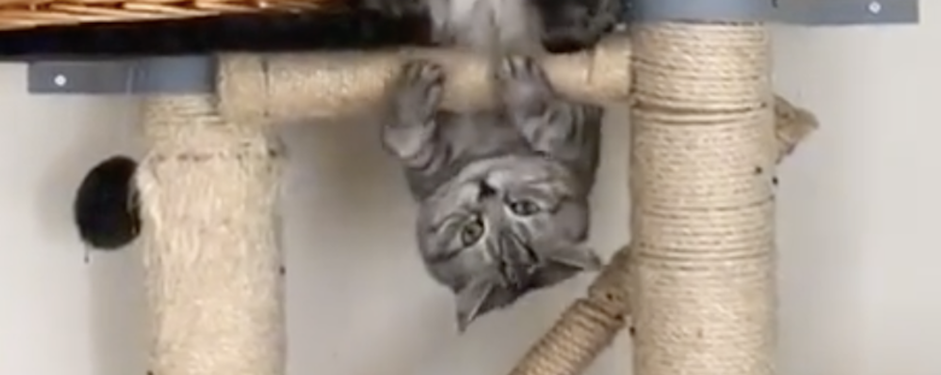 El gato acróbata de TikTok - Sputnik Mundo, 1920, 01.02.2022