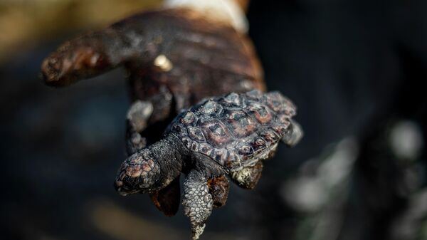 Derrame de petróleo en Israel - Sputnik Mundo