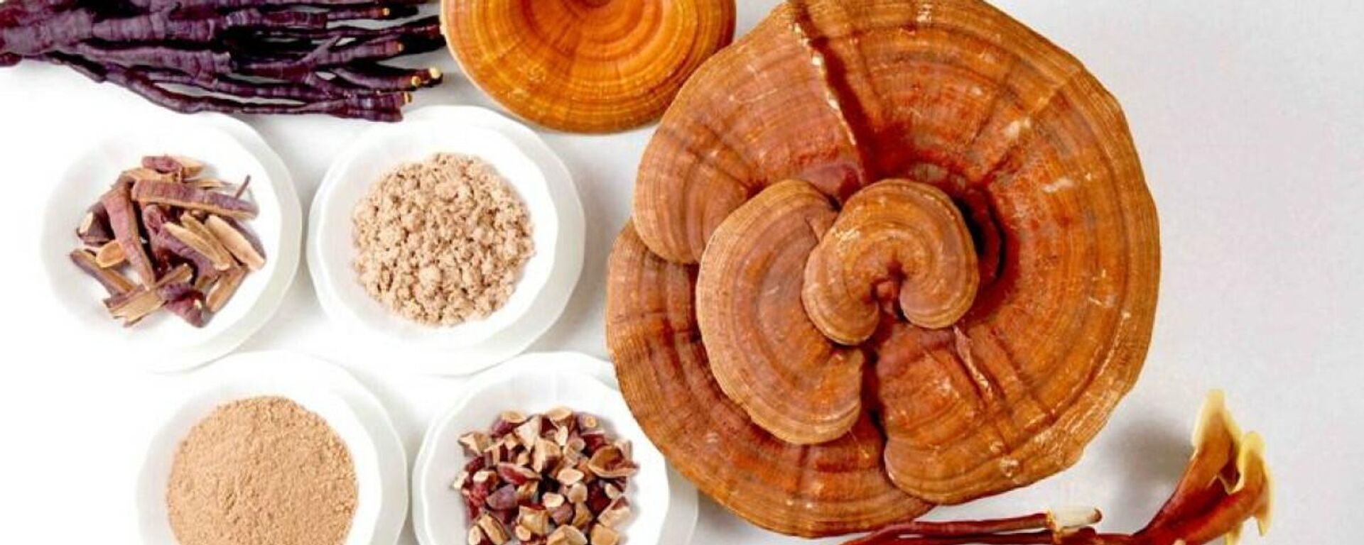 El hongo reishi, ilustración - Sputnik Mundo, 1920, 03.02.2022