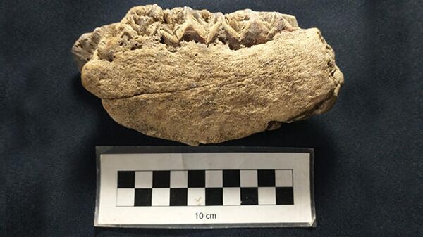 Fósil equino americano - Sputnik Mundo