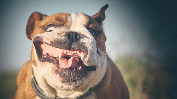 Bulldog británico (imagen de archivo) - Sputnik Mundo