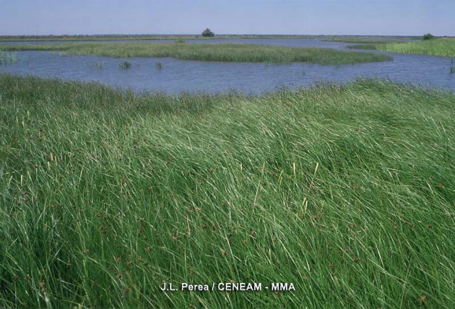 Marismas de Doñana - Sputnik Mundo, 1920, 04.02.2022