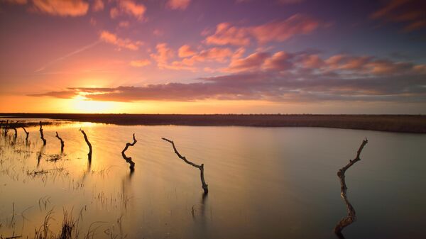 Humedal del Parque Nacional de Doñana (Huelva) - Sputnik Mundo