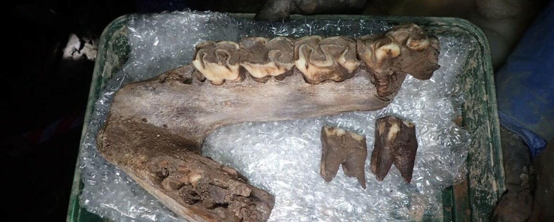 Mandíbula de un rinoceronte lanudo de la época de la Edad de Hielo hallada en el Reino Unido - Sputnik Mundo, 1920, 06.02.2022