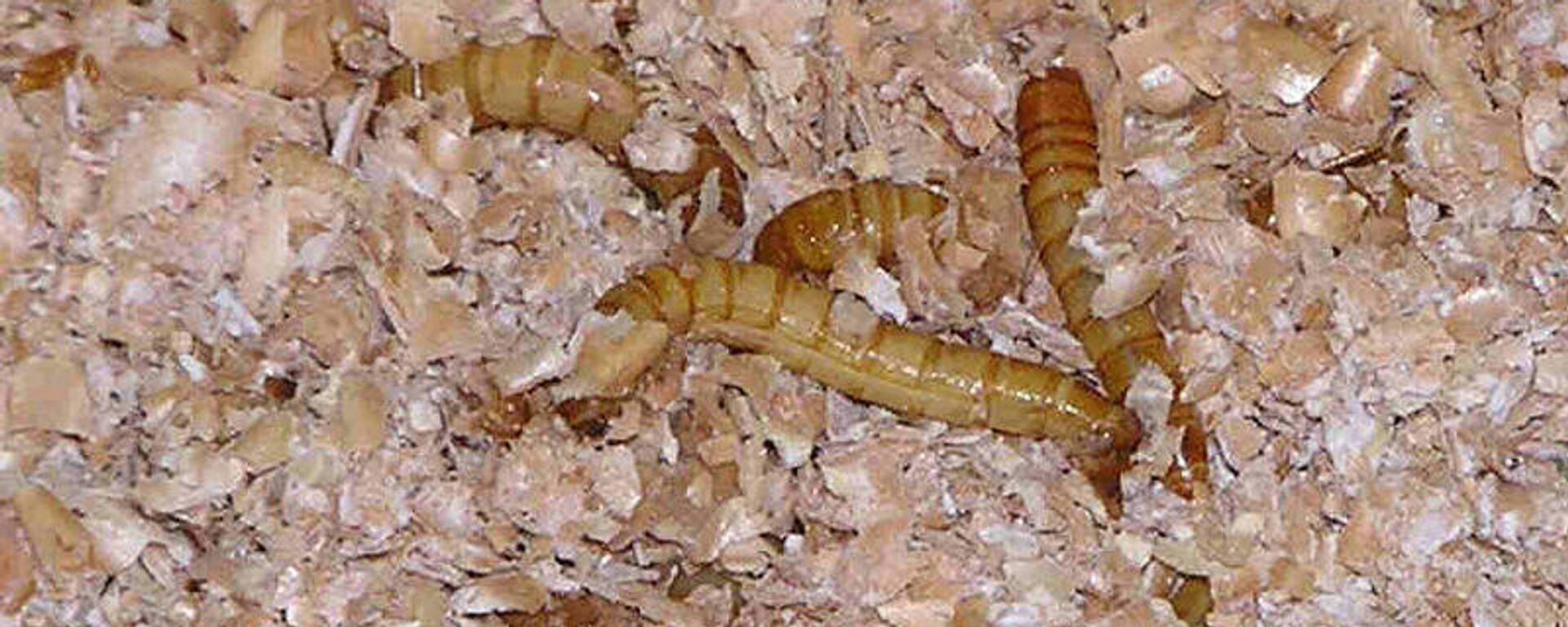 Tenebrio molitor - Sputnik Mundo, 1920, 08.02.2022