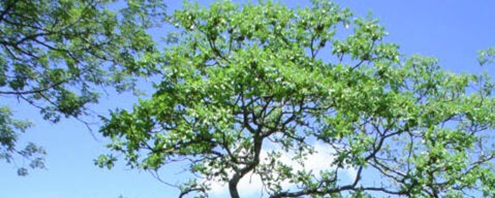 Cuachalalate mexicano - Sputnik Mundo, 1920, 09.02.2022