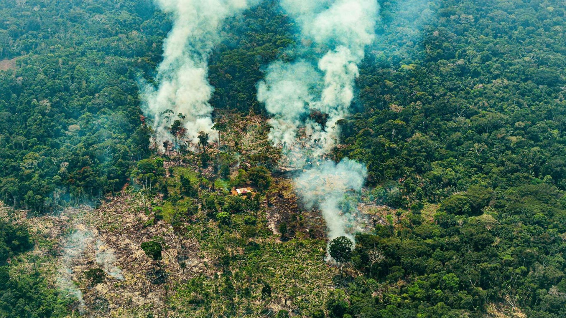 El Ministerio de Ambiente habla de 15.000 hectáreas de bosques perdidas por el fuego El Ministerio de Ambiente habla de 15.000 hectáreas de bosques perdidas por el fuego - Sputnik Mundo, 1920, 10.02.2022