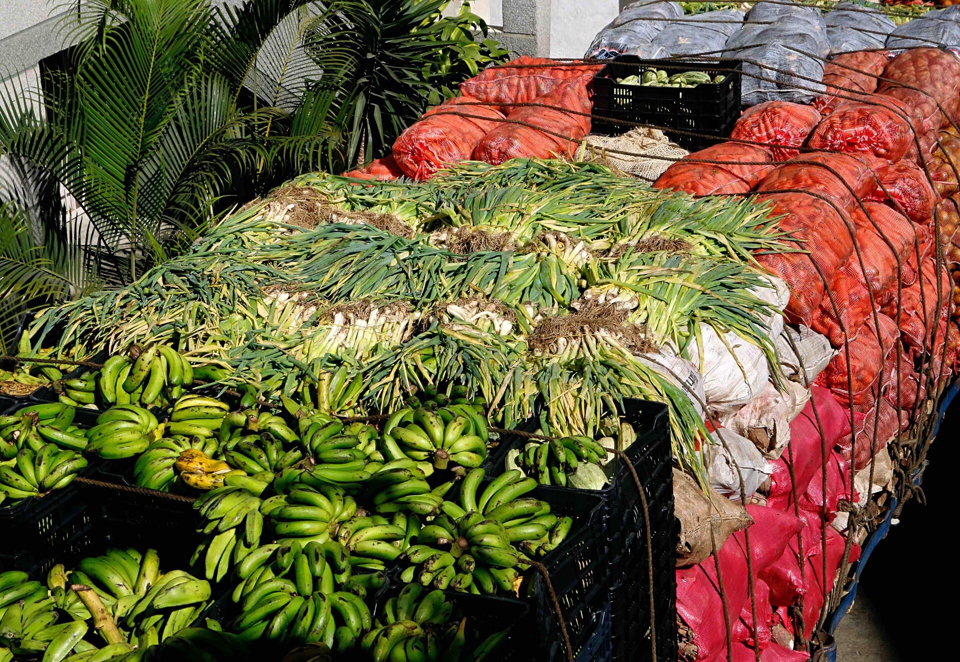 Alimentos con alto valor nutritivo llegan a Caracas a través del Plan Pueblo a Pueblo - Sputnik Mundo, 1920, 11.02.2022