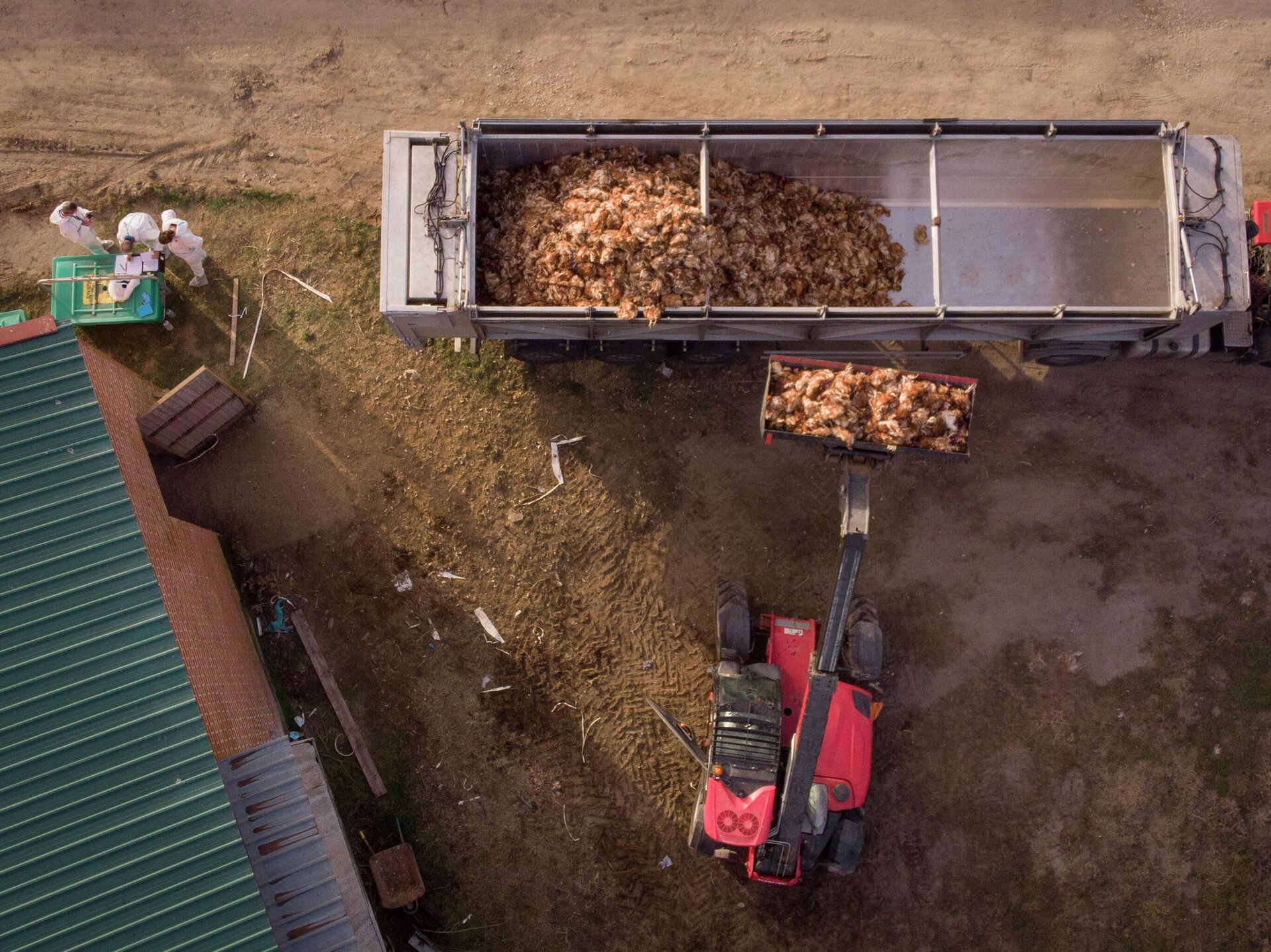 Gallinas sacrificadas por un brote de gripe aviar en una macrogranja en Valladolid Gallinas sacrificadas por un brote de gripe aviar en una macrogranja en Valladolid - Sputnik Mundo, 1920, 11.02.2022