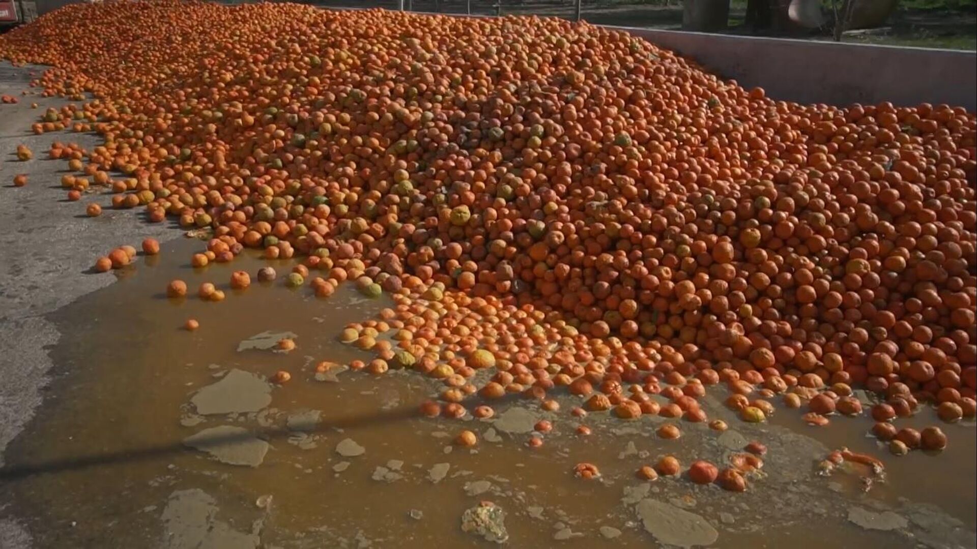 Sevilla utiliza las naranjas amagas de sus calles para producir electricidad Sevilla utiliza las naranjas amagas de sus calles para producir electricidad - Sputnik Mundo, 1920, 14.02.2022