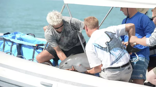 Científicos devuelven una vaquita al océano  - Sputnik Mundo