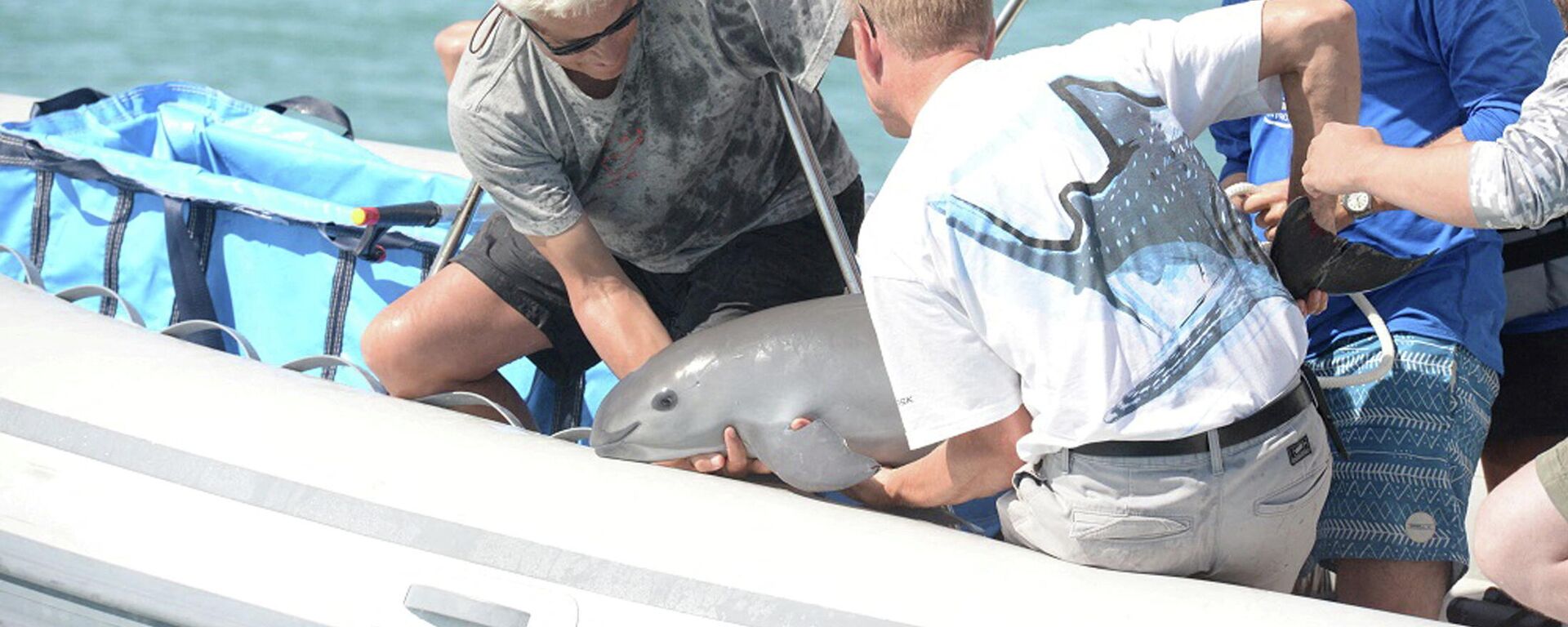 Científicos devuelven una vaquita al océano  - Sputnik Mundo, 1920, 12.02.2022