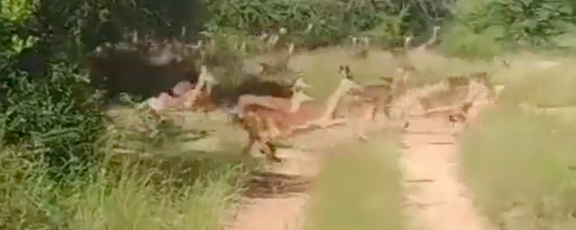 El salto mortal de un guepardo para cazar a su presa - Sputnik Mundo, 1920, 14.02.2022