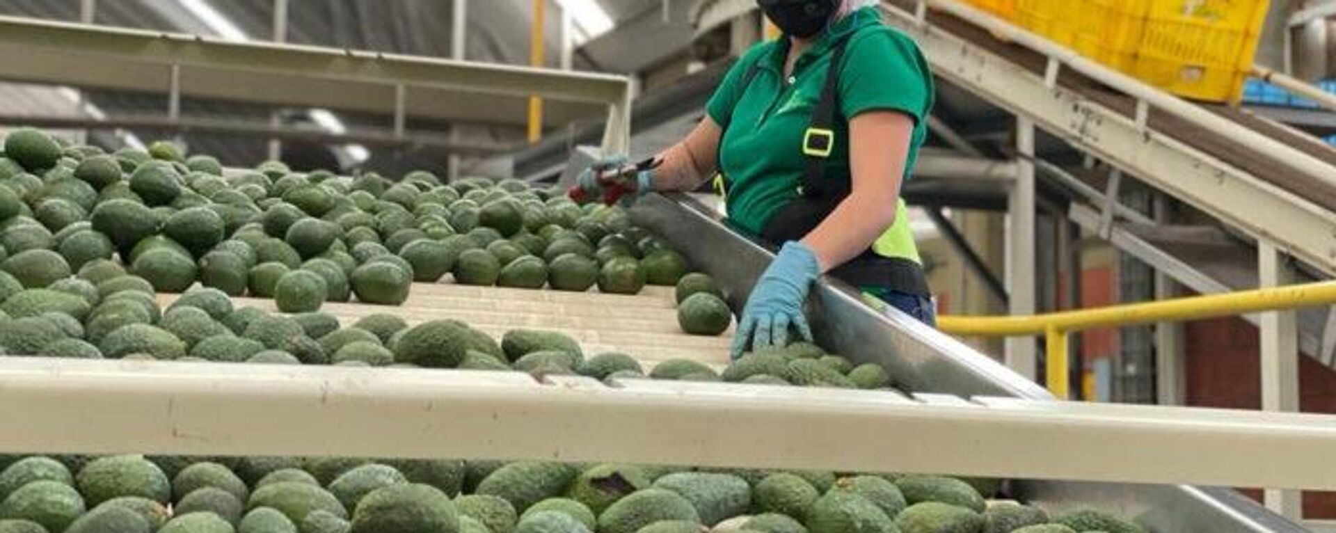 Producción de aguacate en México - Sputnik Mundo, 1920, 08.11.2022