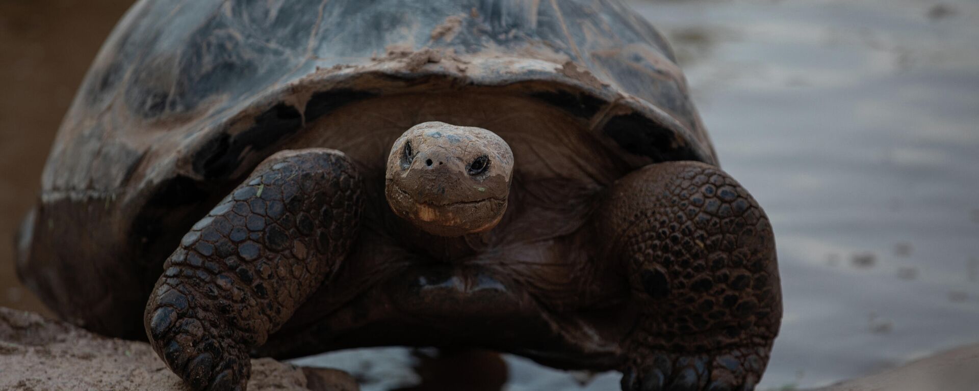 Una tortuga en Galápagos - Sputnik Mundo, 1920, 14.02.2022