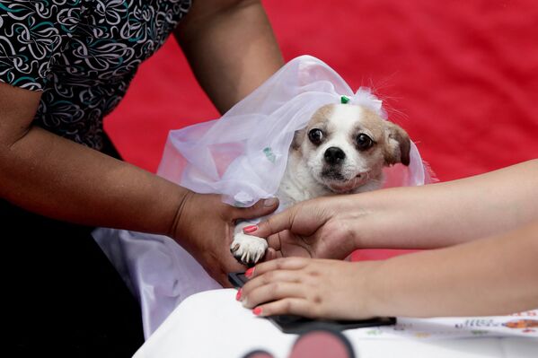 La organizadora del evento Patricia Ballari unió en matrimonio a ocho parejas de perros. Esta reunión fue disfrutada tanto por los propietarios como por las mascotas. - Sputnik Mundo