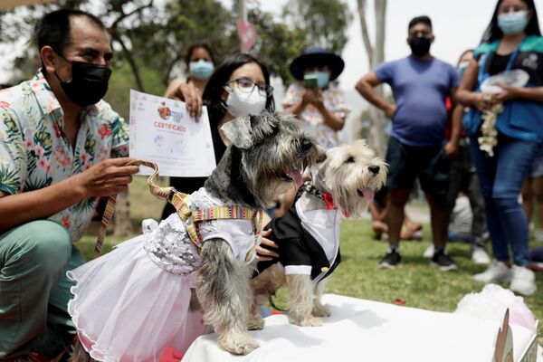 Las parejas caninas recibieron certificados especiales con sus huellas en lugar de sus firmas. - Sputnik Mundo