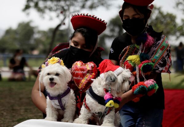 Al final de la ceremonia, los perros y sus dueños se fotografiaron juntos. - Sputnik Mundo