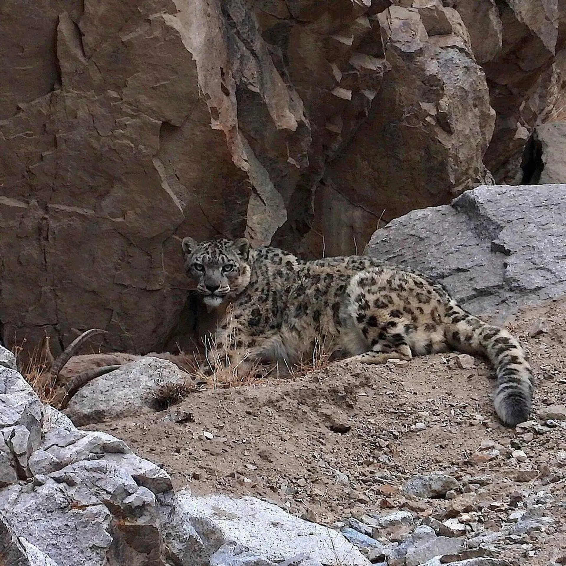 Leopardo de las nieves  - Sputnik Mundo, 1920, 15.02.2022