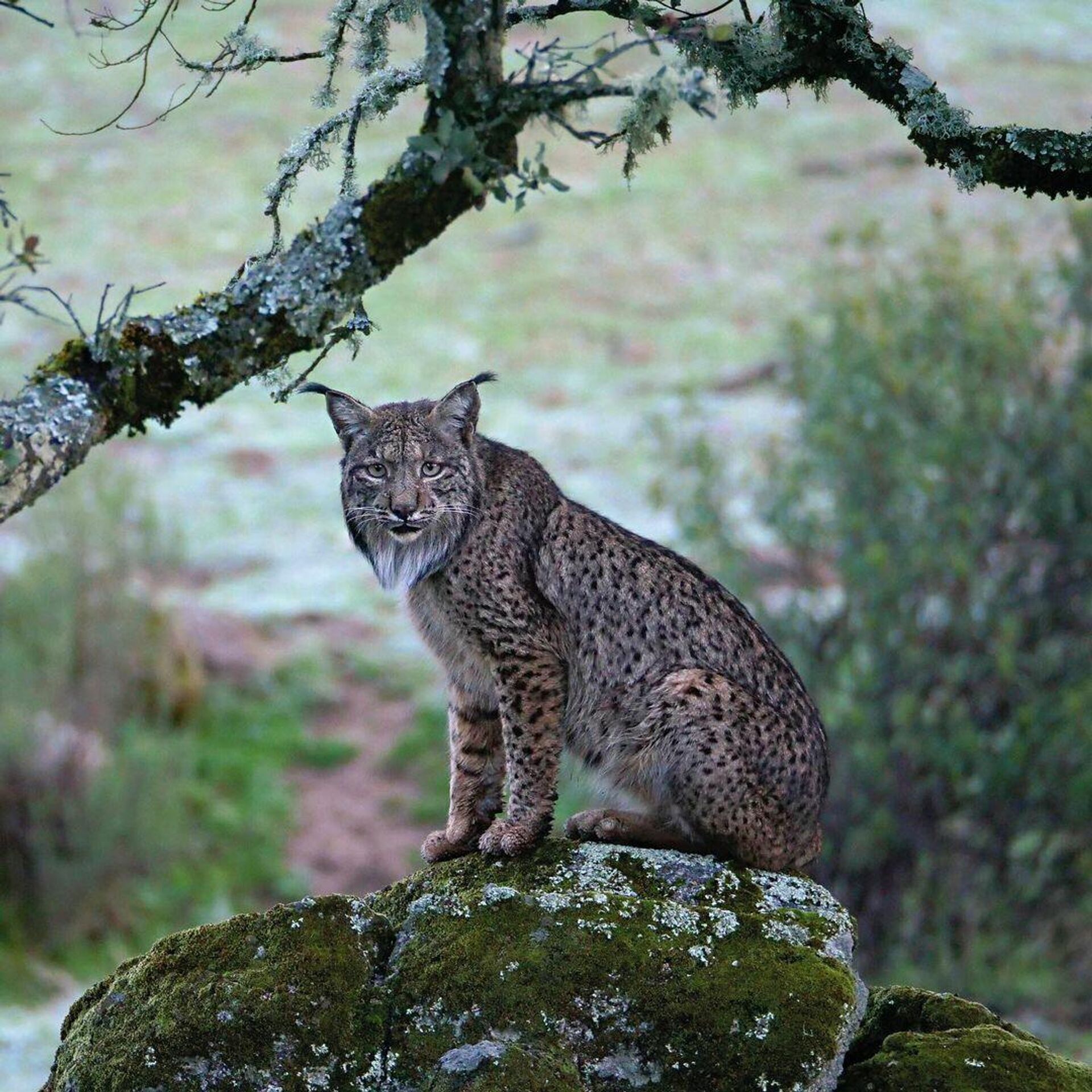 Lince ibérico - Sputnik Mundo, 1920, 15.02.2022