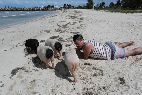 Progreso es una pequeña ciudad que se encuentra a 35 km de Mérida, la capital del estado de Yucatán. Sin embargo, la playa de esta ciudad es elegida más por los turistas nacionales que los internacionales para vacacionar. Aunque es posible que esto cambie, ya que la playa ahora ofrece a sus visitantes pasar divertidos momentos con los simpáticos cerdos vietnamitas. - Sputnik Mundo