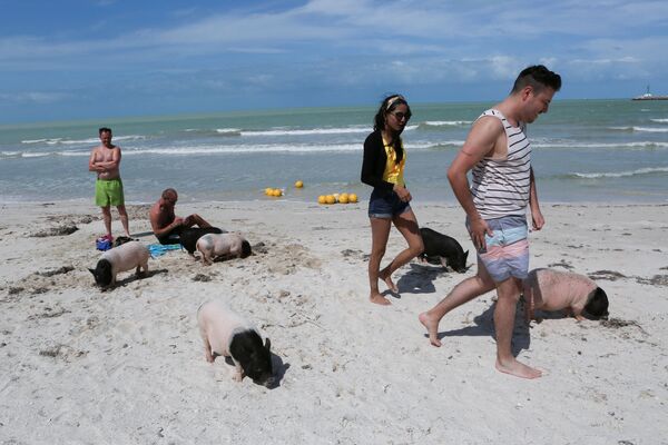 Una vez que los cerdos fueron asistidos y recobraron fuerzas, las autoridades locales decidieron convertirlos en un símbolo de la ciudad. Los cerdos fueron liberados en una playa local, que ahora se conoce como Pig Beach. - Sputnik Mundo