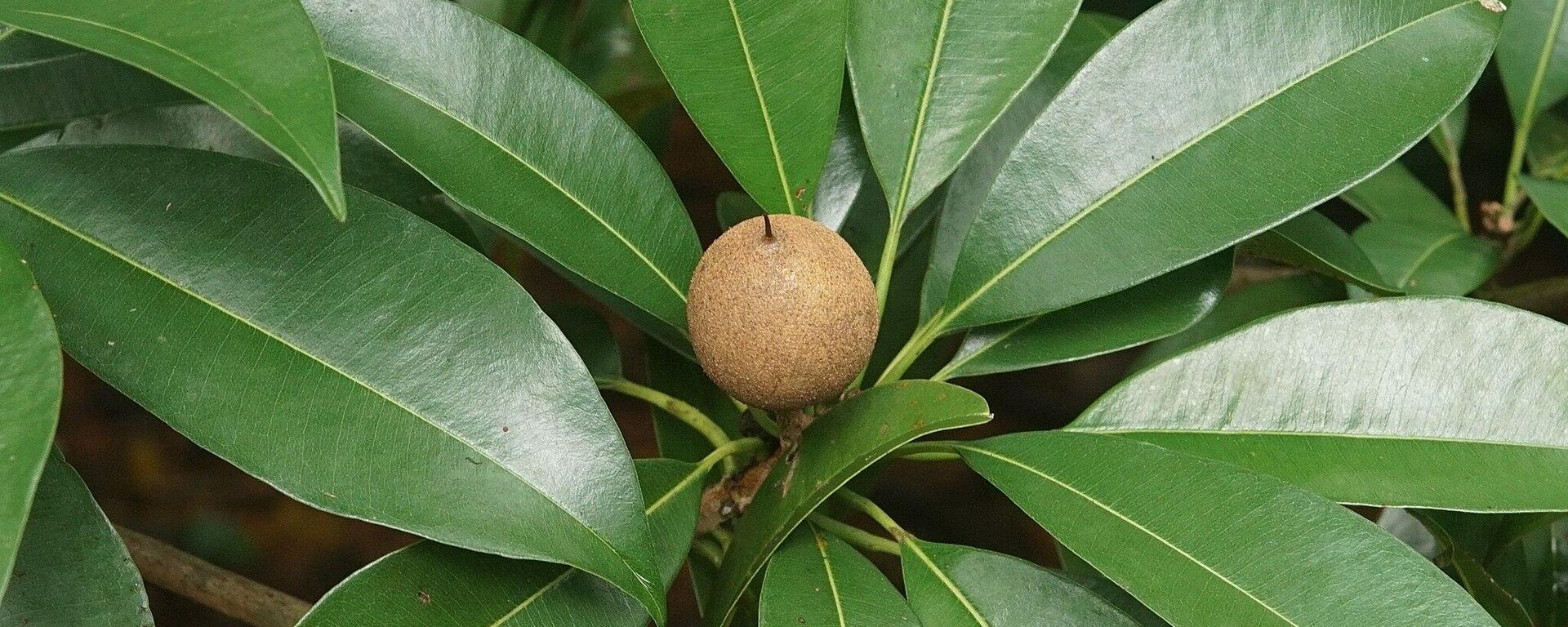 Las hojas de 'Manilkara', imagen ilustrativa - Sputnik Mundo, 1920, 17.02.2022