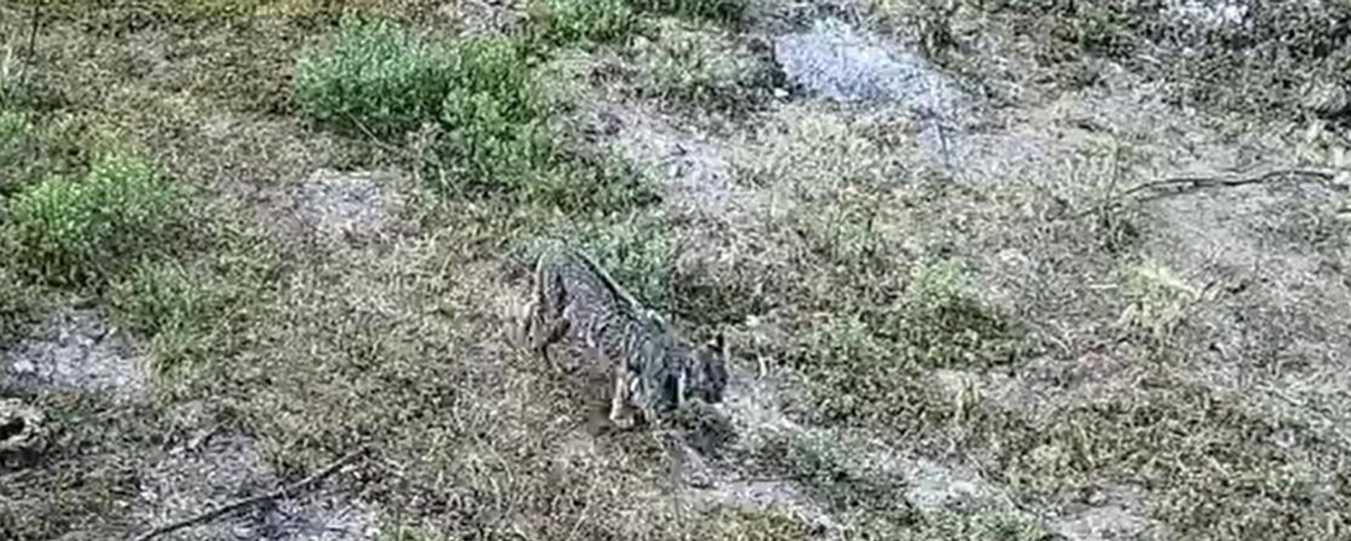 Un lince es captado por las cámaras al sur de la Ciudad de México Un lince es captado por las cámaras al sur de la Ciudad de México - Sputnik Mundo, 1920, 17.02.2022